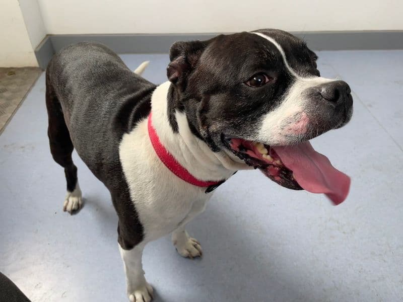 Loma - Staffordshire Bull Terrier available for adoption