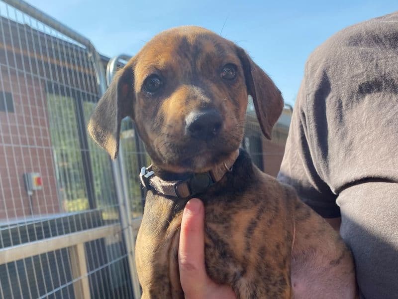 Macaroni - Lurcher available for adoption