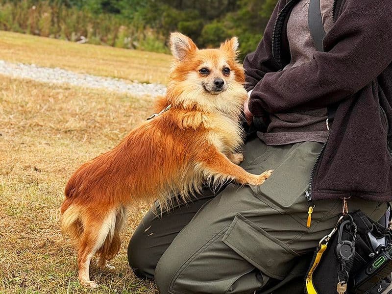Maggie - Pomeranian Cross available for adoption
