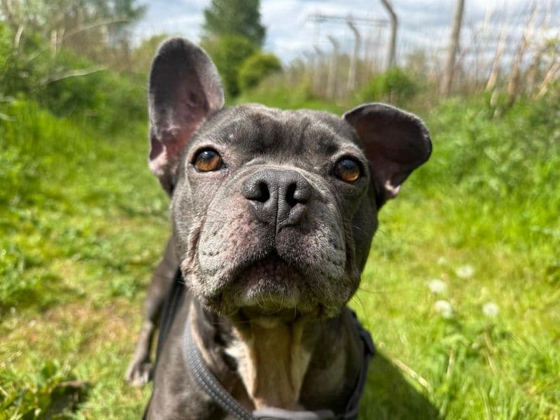 Mallow - French Bulldog Cross available for adoption