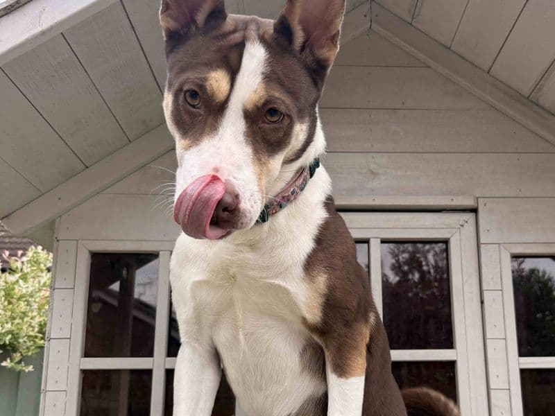 Margo - American Bully Classic Cross available for adoption