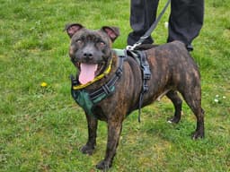 Staffordshire Bull Terrier