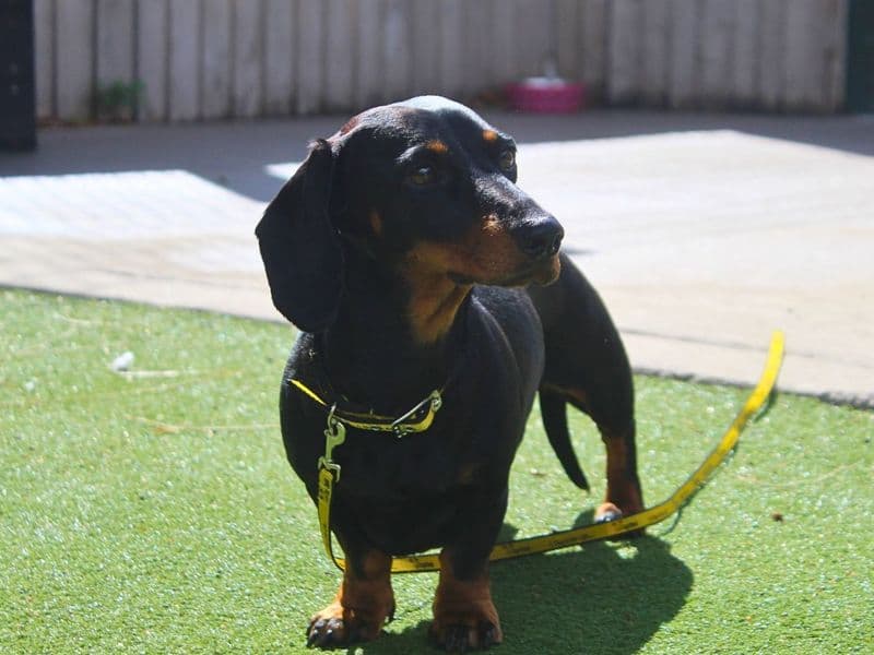Millie - Miniature Dachshund available for adoption