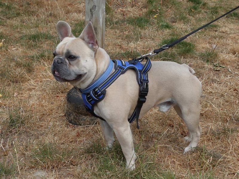 Milo - French Bulldog available for adoption