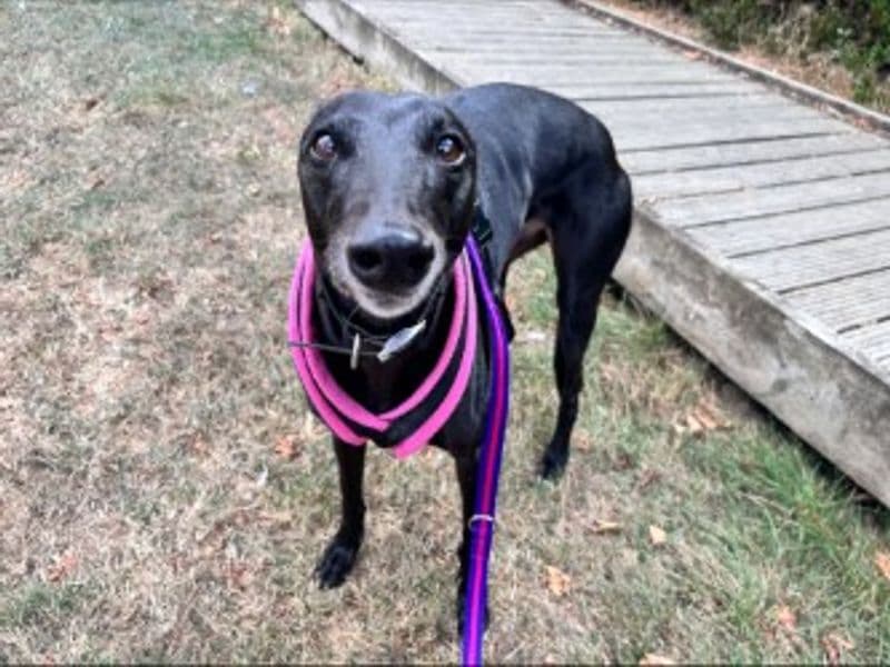 Molly - Greyhound available for adoption