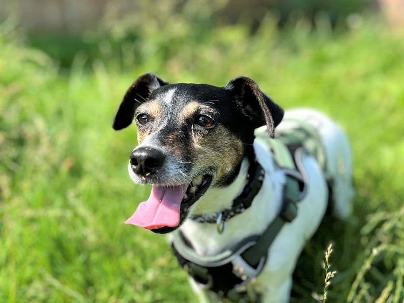 Moose - Jack Russell Terrier available for adoption