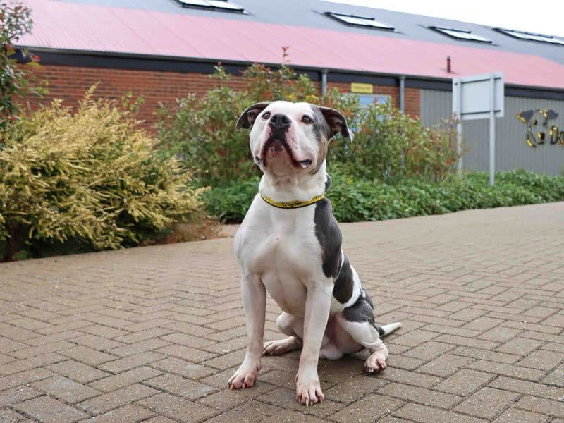 Moose - American Bully Classic Cross available for adoption