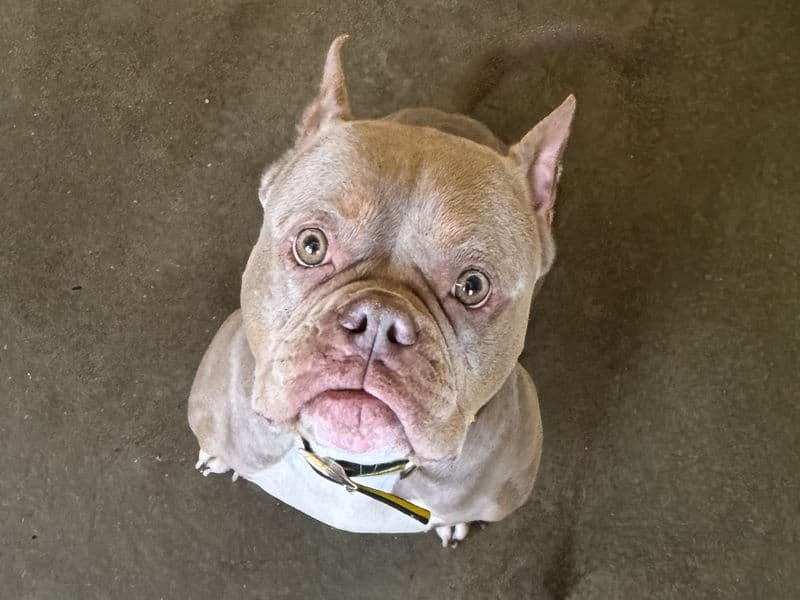 Nadia - American Bully available for adoption