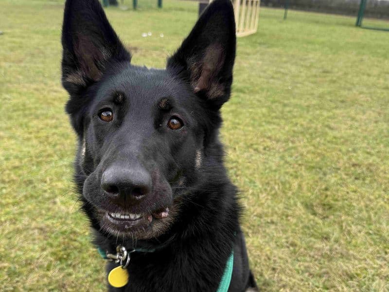 Nella - German Shepherd Dog available for adoption