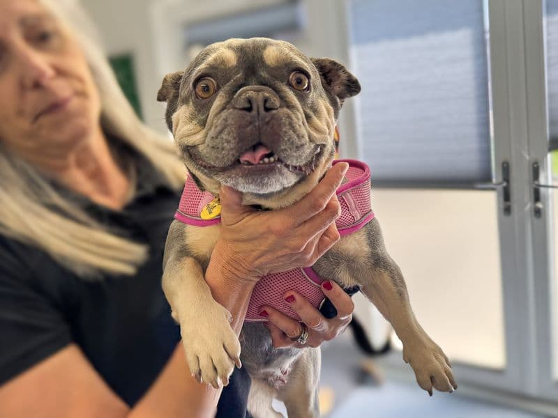 Nelly - French Bulldog available for adoption