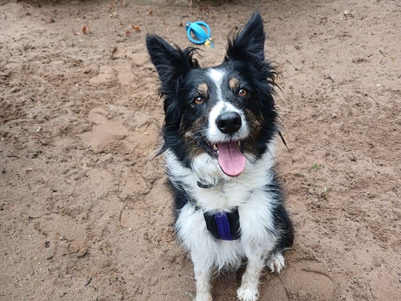 Nyx - Border Collie available for adoption