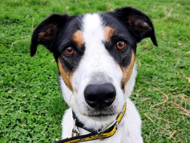 Oscar - Lurcher Cross available for adoption