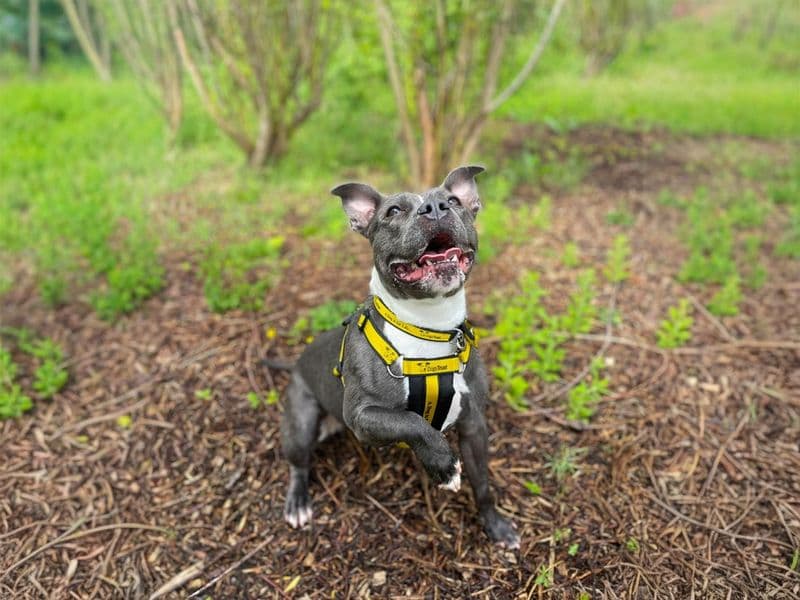 Pearl - Staffordshire Bull Terrier available for adoption