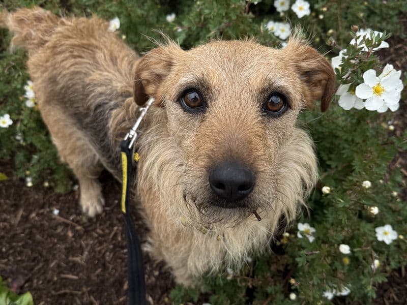 Pesto - Patterdale Terrier Cross available for adoption
