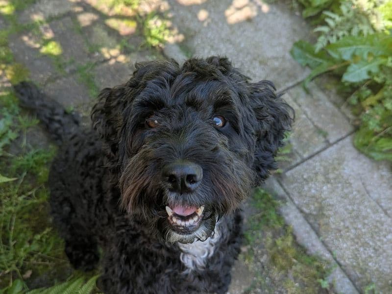 Pippin - Cocker Spaniel Cross available for adoption
