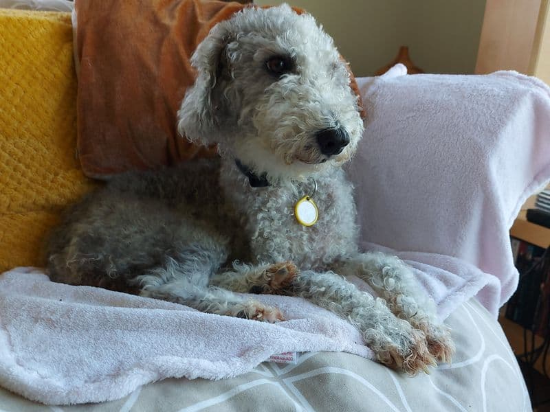Polly - Bedlington Terrier available for adoption
