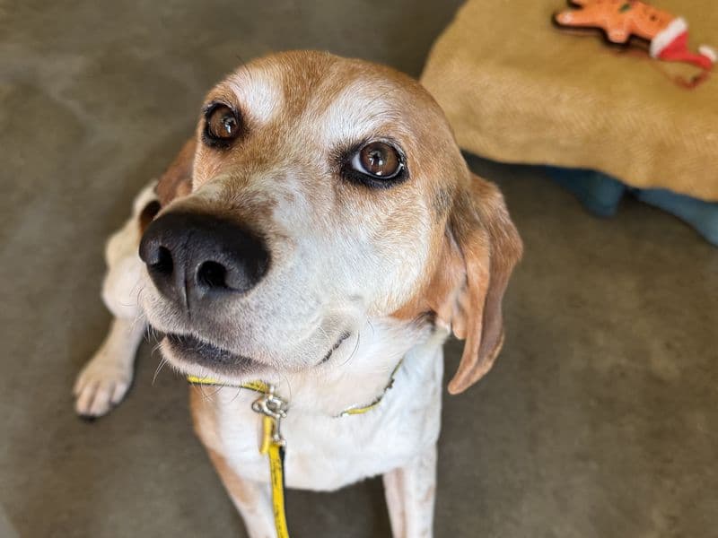 Prancer - Harrier available for adoption
