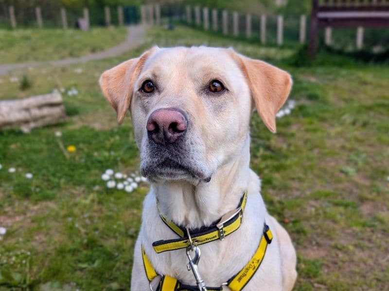 Quin - Labrador Retriever available for adoption