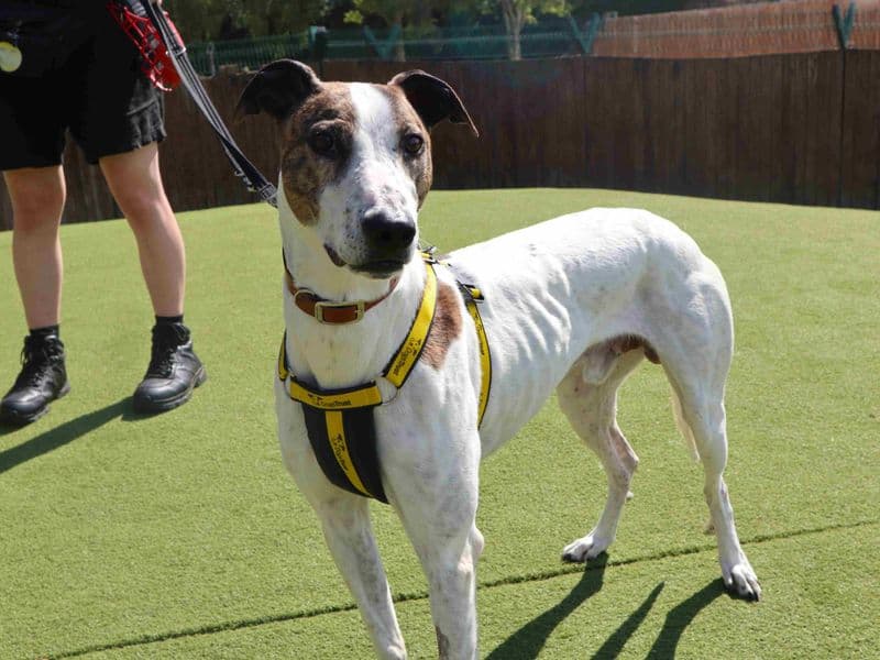 Ravioli - Lurcher available for adoption