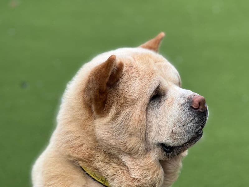 Ronnie - Chow Chow available for adoption