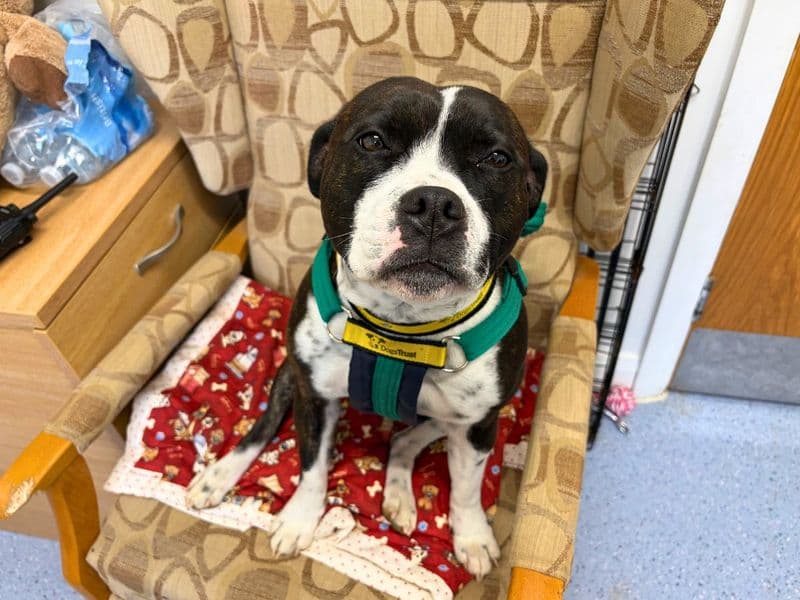 Roo - Staffordshire Bull Terrier available for adoption