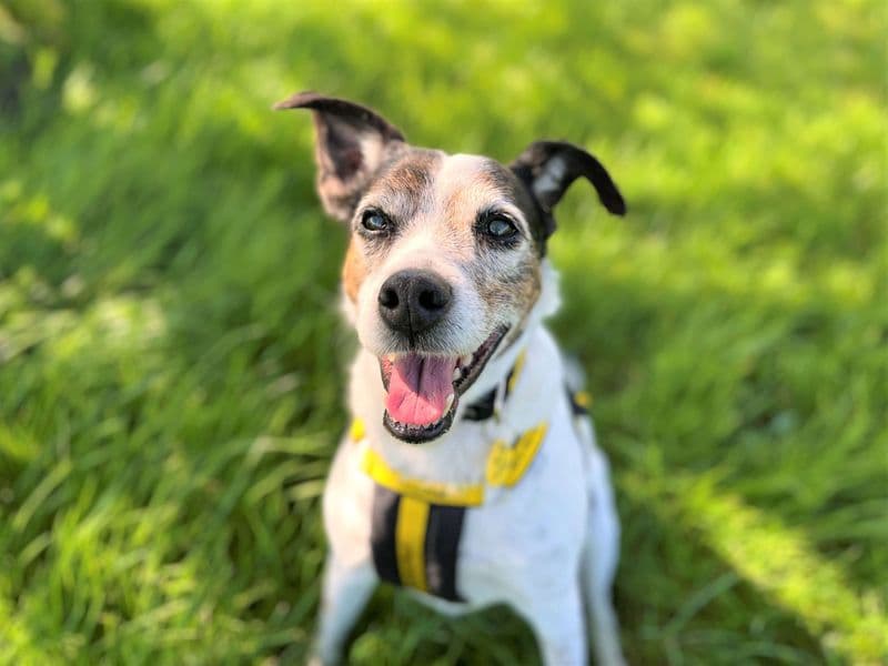Sam - Jack Russell Terrier Cross available for adoption