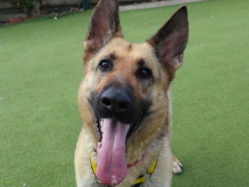 Sasha - German Shepherd Dog available for adoption