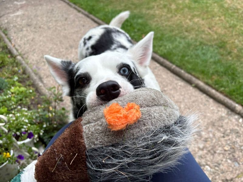 Storm - Border Collie available for adoption