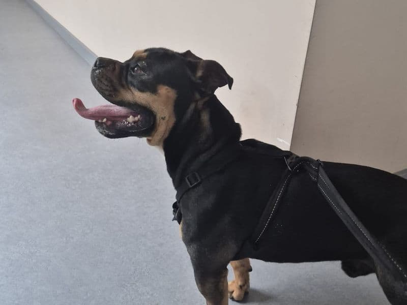 Sully - Staffordshire Bull Terrier Mix available for adoption