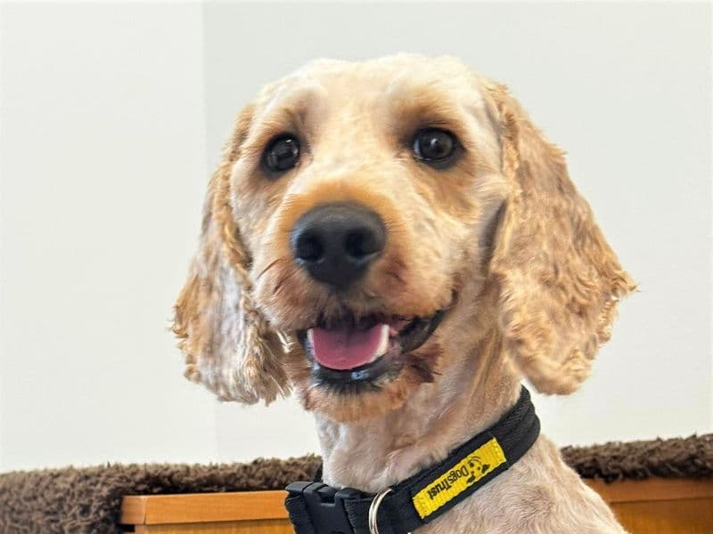 Ted - Mixed Breed available for adoption