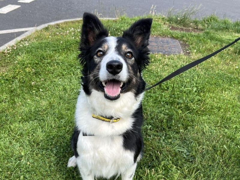 Tess - Border Collie available for adoption