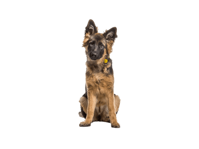 Uma - German Shepherd Dog available for adoption