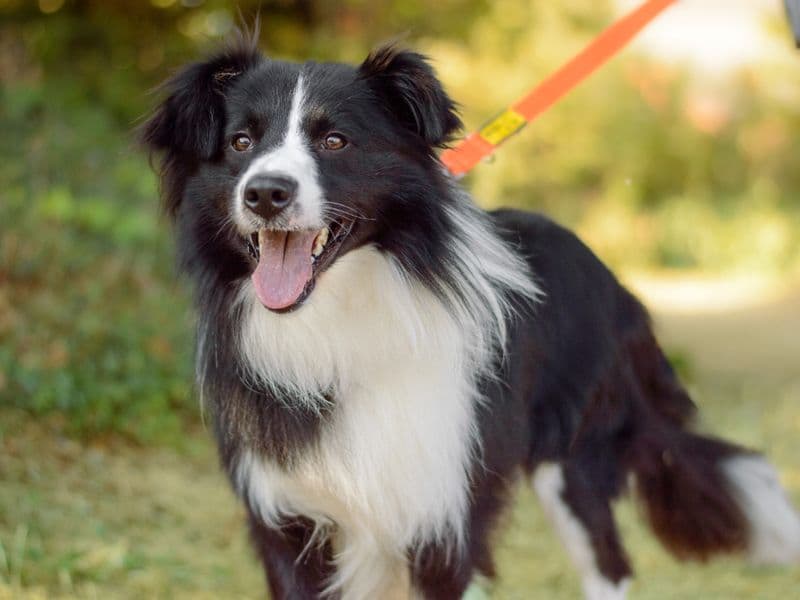 Tigger - Border Collie available for adoption