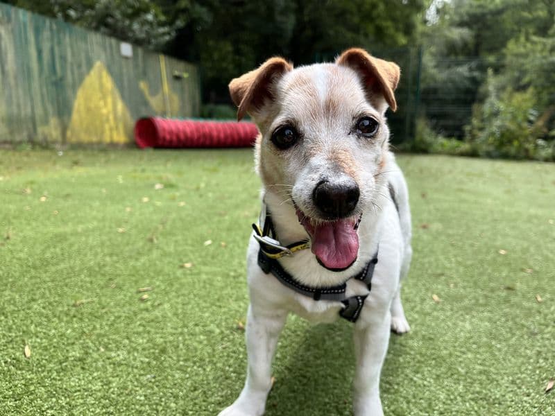 Tilly - Jack Russell Terrier available for adoption