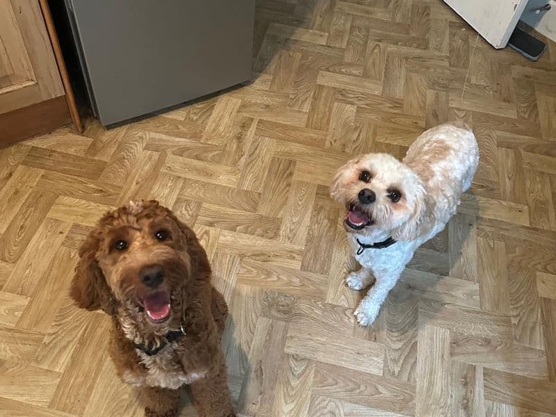 Timmy - Cavalier King Charles Spaniel Cross available for adoption
