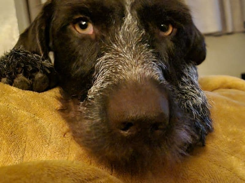 Tosca - German Wirehaired Pointer available for adoption
