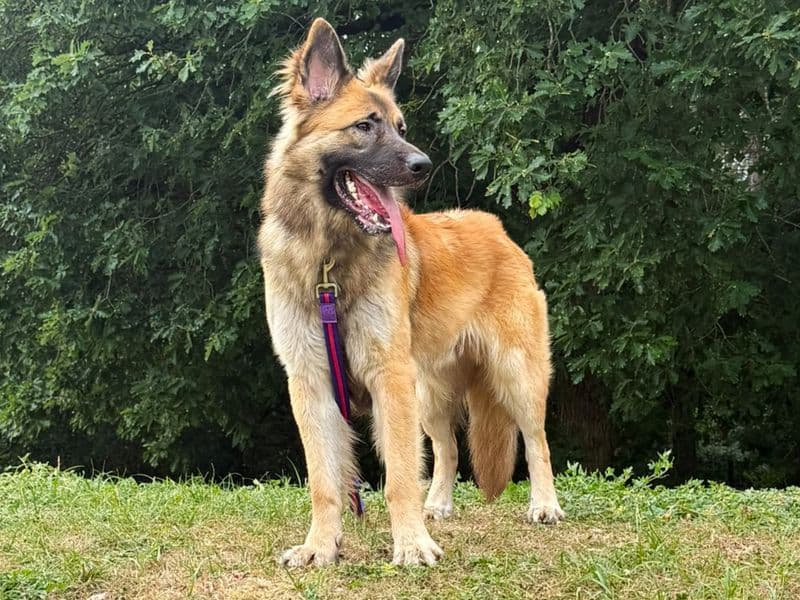 Tywin - German Shepherd Dog Cross available for adoption
