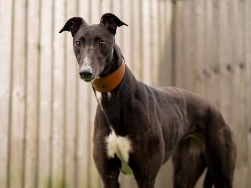 Unice - Greyhound available for adoption