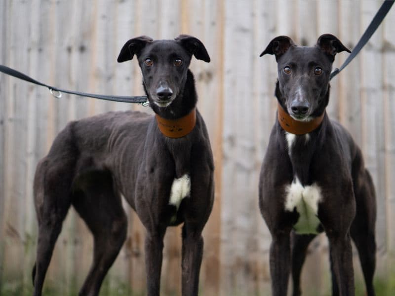 Unity - Greyhound available for adoption