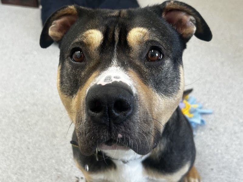 Uri - Rottweiler Cross available for adoption