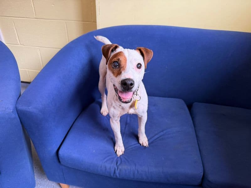 Vespa - Jack Russell Terrier available for adoption