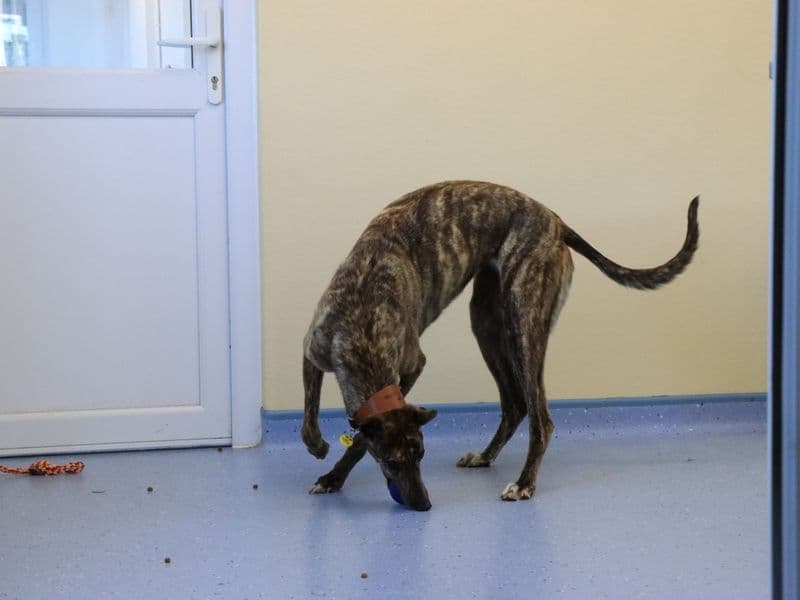 Greyhound rescue dog