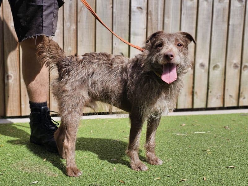 Xaden - Patterdale Terrier available for adoption