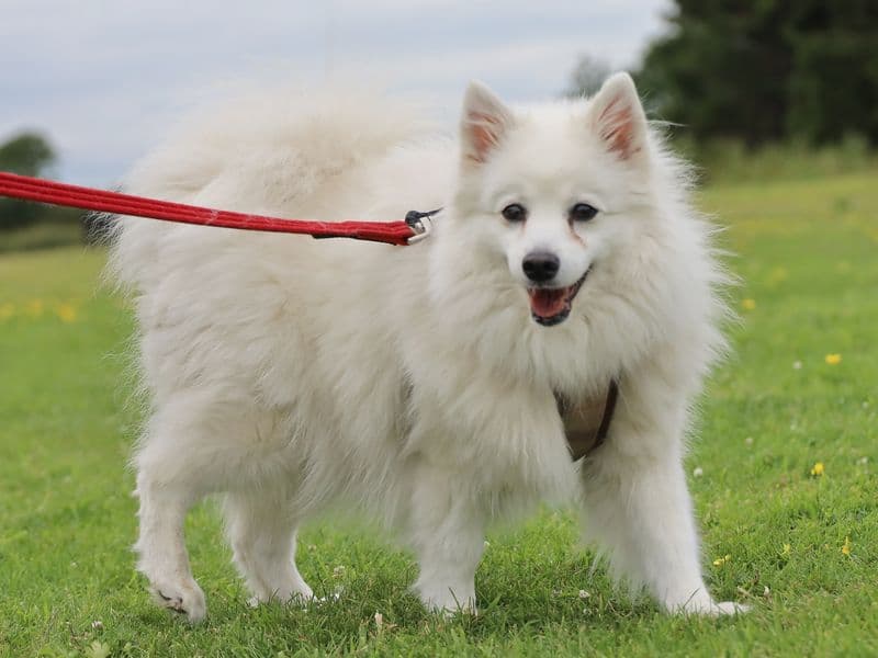 Yuki - Japanese Spitz available for adoption