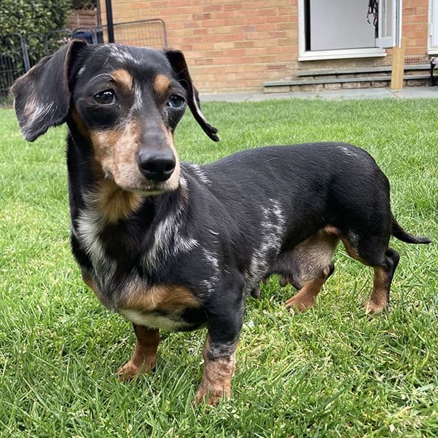 Amy - Dachshund available for adoption