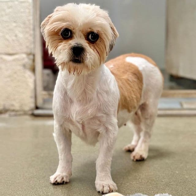 Bambi - Shih Tzu available for adoption