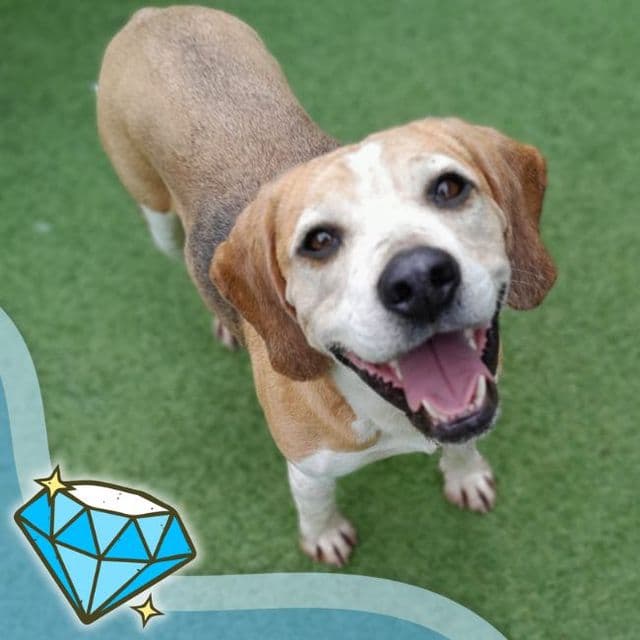 Beauty - Beagle available for adoption
