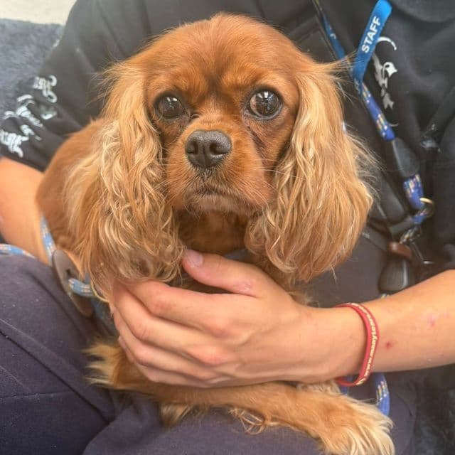 Bloom - Cavalier King Charles Spaniel available for adoption
