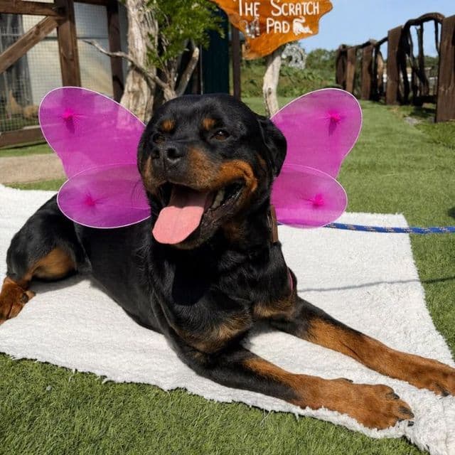 Candy - Rottweiler available for adoption