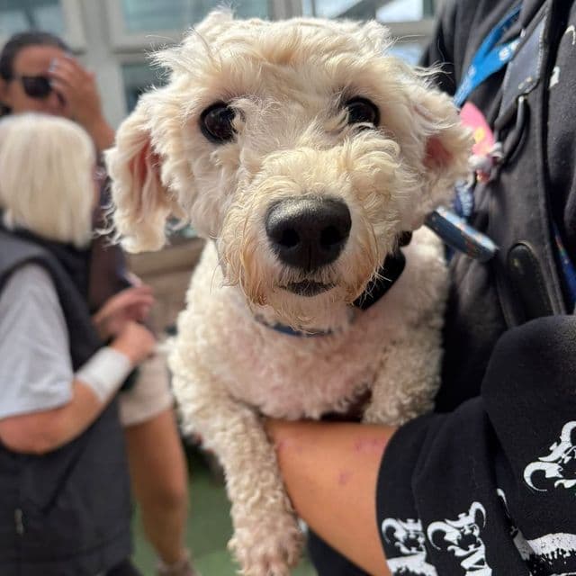Cassie - Bichon Frise available for adoption